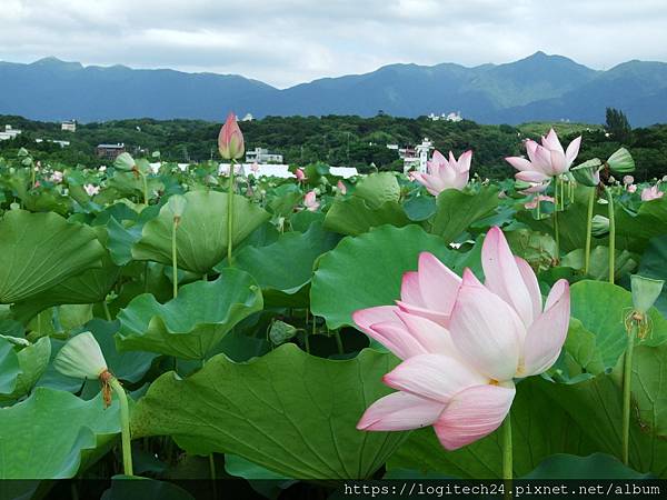 淡水屯山里荷花~(6/13)