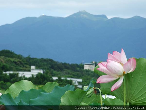 淡水屯山里荷花~(7/13)