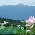 淡水屯山里荷花~(7/13)