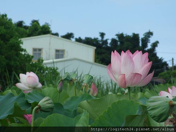 淡水屯山里荷花~(13/13)