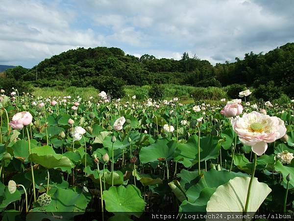 三芝山豬堀荷花~(5/20)