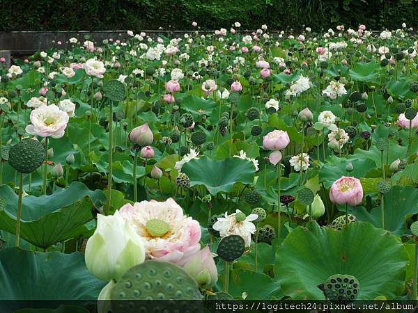 三芝山豬堀荷花~(11/20)