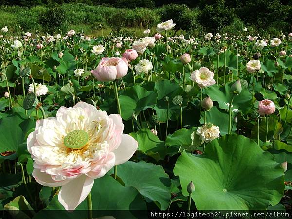 三芝山豬堀荷花~(14/20)