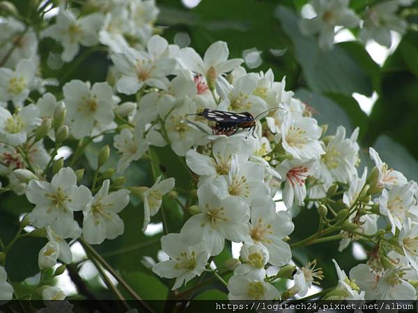 荷苞山桐花公園~(13/14)