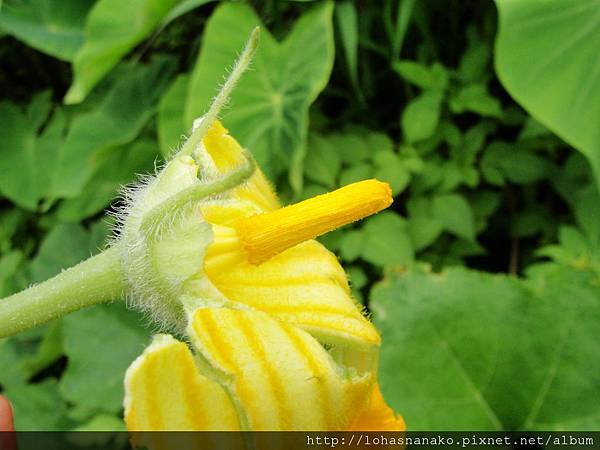 第一次幫南瓜授粉 樂活菜菜子lohasnanako 痞客邦 第一次幫南瓜授粉 樂活菜菜子lohasnanako 痞客邦
