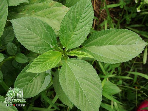 DSC03671.JPG DSC03671.JPG