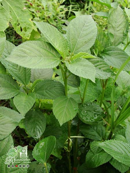 DSC03673.JPG DSC03673.JPG