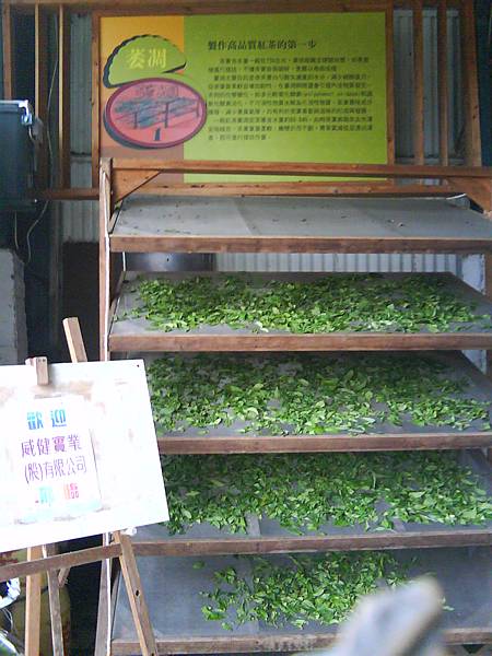 和菒森林 (3).JPG