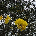 樹上的黃花