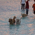 黃金獵犬戲水中