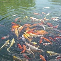花蓮糖廠的魚