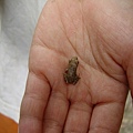 小小孩手裡的小小蛙