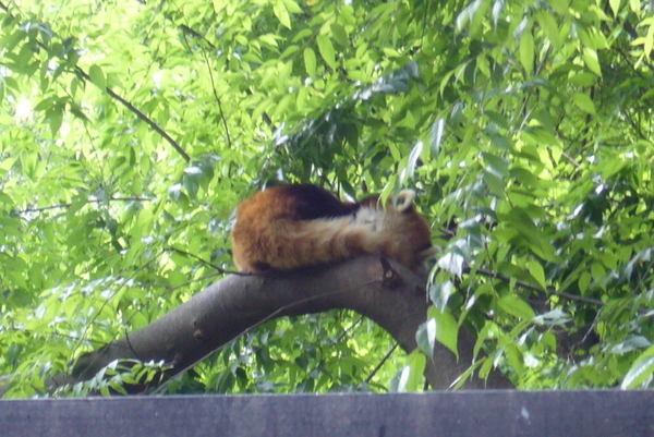 上野公園的小貓熊