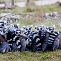 lemurs-268481_1280.jpg