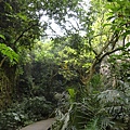 005. 熱帶雨林.JPG