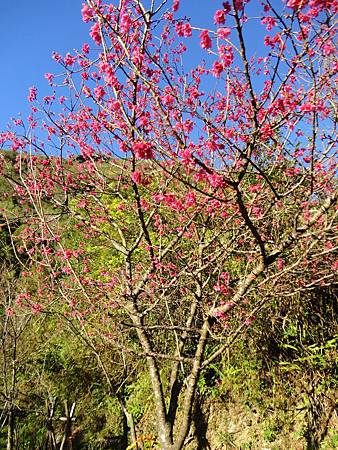 005. 井步山-櫻花