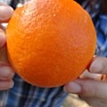 006. 半屏山-慶功卻被扒過皮的橘子