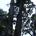 9.巨大鐵杉木.jpg