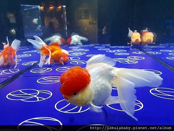 展覽 墨田水族館金魚仙境清涼的夏日風物詩 蝶的日本美學帶路 痞客邦