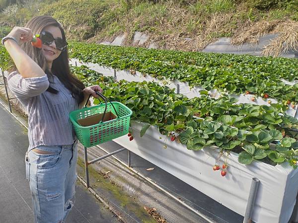 【路癡領遊台灣】苗栗無毒草莓 - 好山水草莓園