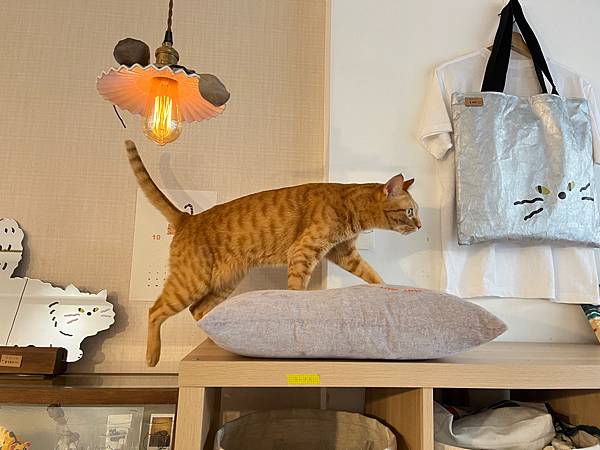 【路癡吃遍台灣】宜蘭貓咪咖啡廳 - 貓的生活提案