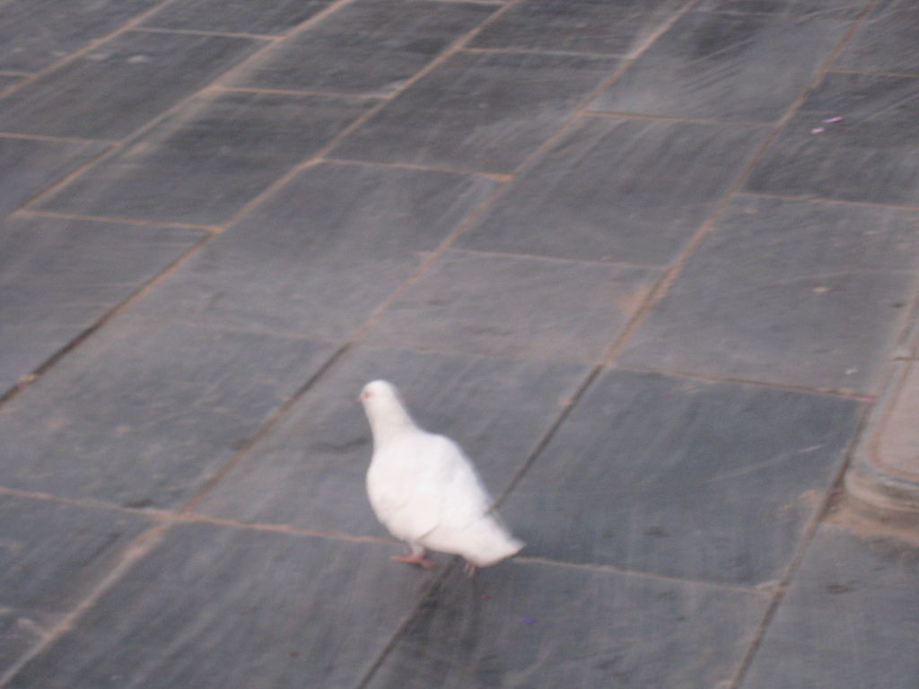 洛陽白馬寺