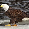 白頭海雕