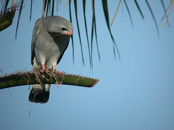 食蜥