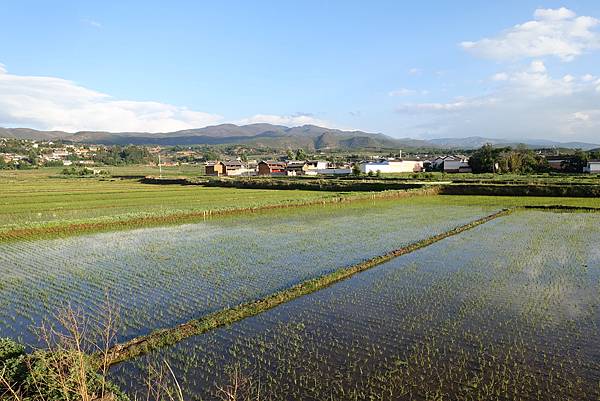 2016-05-14 沙溪古鎮-稻田 (5).JPG