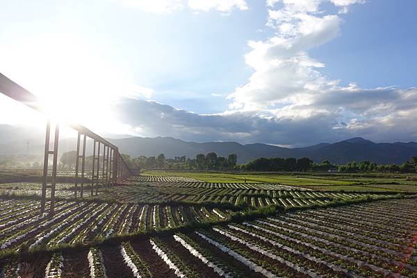 2016-05-14 沙溪古鎮-稻田 (10).JPG