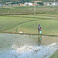 2016-05-14 沙溪古鎮-稻田 (12).JPG