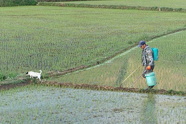 2016-05-14 沙溪古鎮-稻田 (13).JPG