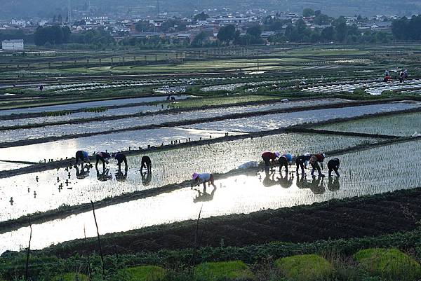 2016-05-14 沙溪古鎮-稻田 (21).JPG