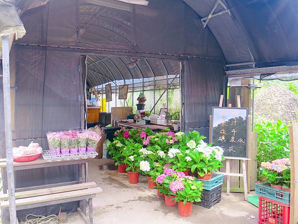 午後陽光繡球花田 (7).JPG