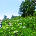 午後陽光繡球花田 (26).JPG