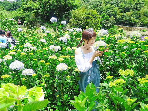 午後陽光繡球花田 (27).JPG