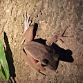 白頜樹蛙3.jpg