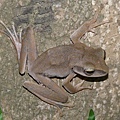 白頜樹蛙7.jpg