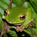 翡翠樹蛙2.jpg