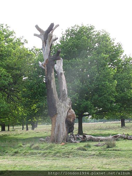 倫敦Richmond Park