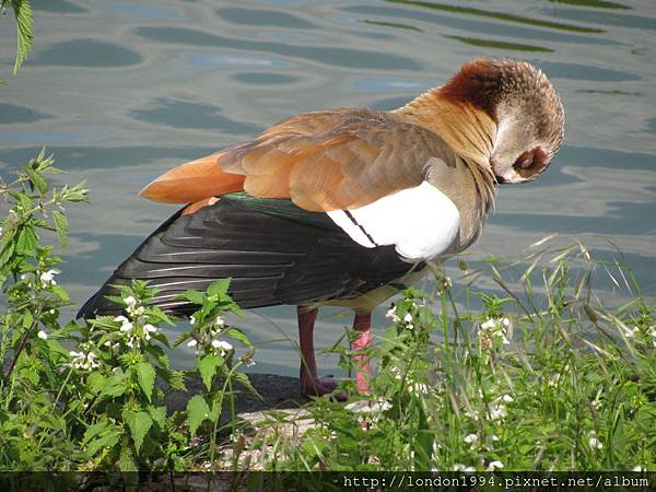 Gunnersbury Park 色彩獨特的鸭子