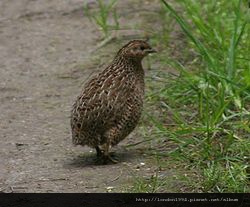 Brown Quail