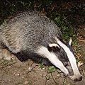 Badger