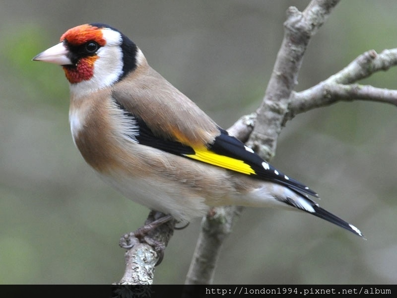 goldfinch