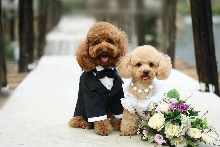 Poodle Wedding