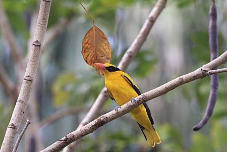 黃鸝鳥三