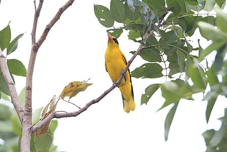 黃鸝鳥五