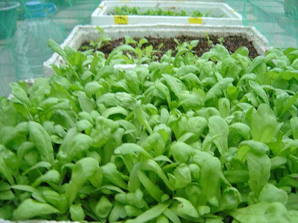 我家菜園3 我家菜園3