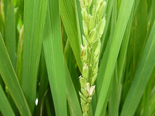 我家菜園新成員 水稻 品種 桃園三號 生長過程全紀錄 語帆部落格 痞客邦