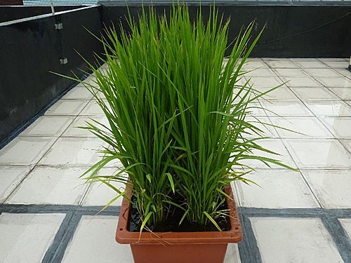 我家菜園新成員 水稻 品種 桃園三號 生長過程全紀錄 語帆部落格 痞客邦